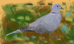 Collared dove